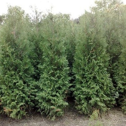 Riesenlebensbaum 'Excelsa'