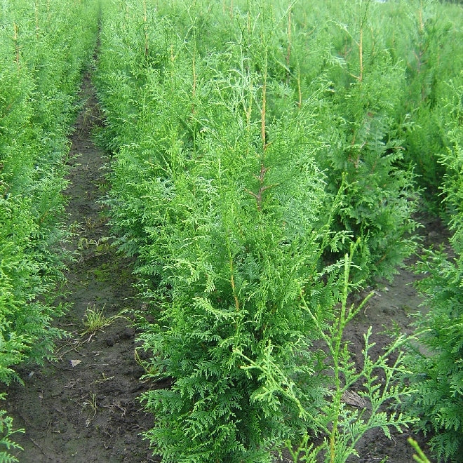 Riesenlebensbaum 'Excelsa'