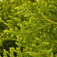 Riesenlebensbaum 'Gelderland'