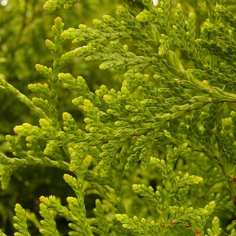 Riesenlebensbaum 'Gelderland'