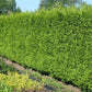 Riesenlebensbaum 'Gelderland'