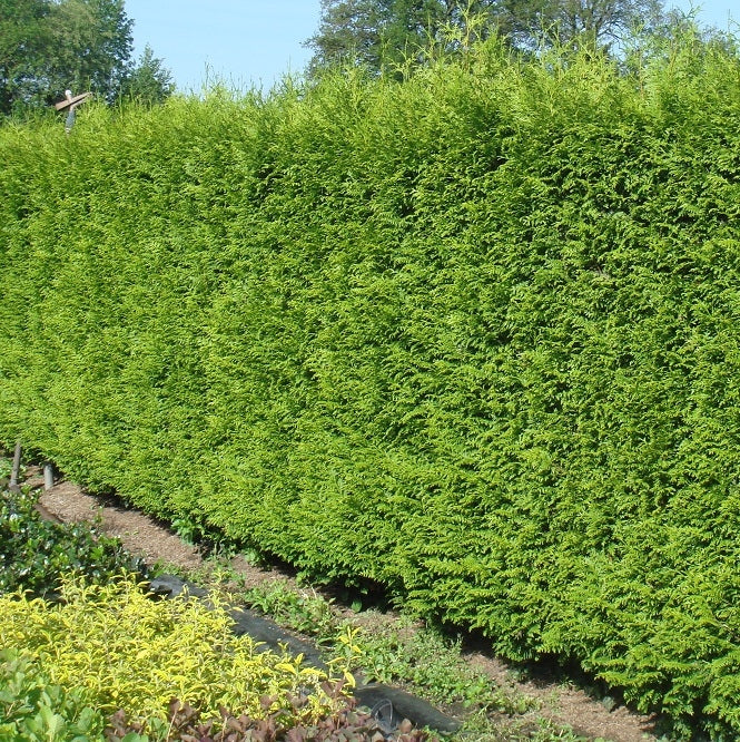 Riesenlebensbaum 'Gelderland'