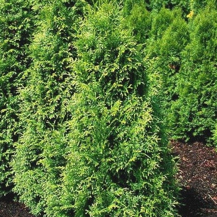 Riesenlebensbaum 'Gelderland'