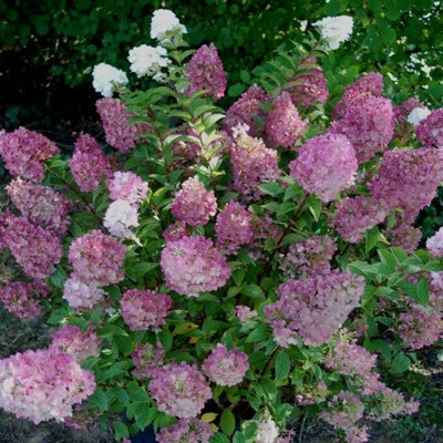 Rispenhortensie 'Sundae Fraise'