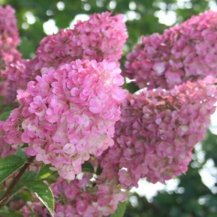 Rispenhortensie 'Sundae Fraise'