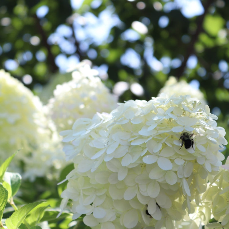 Rispenhortensie 'Grandiflora'