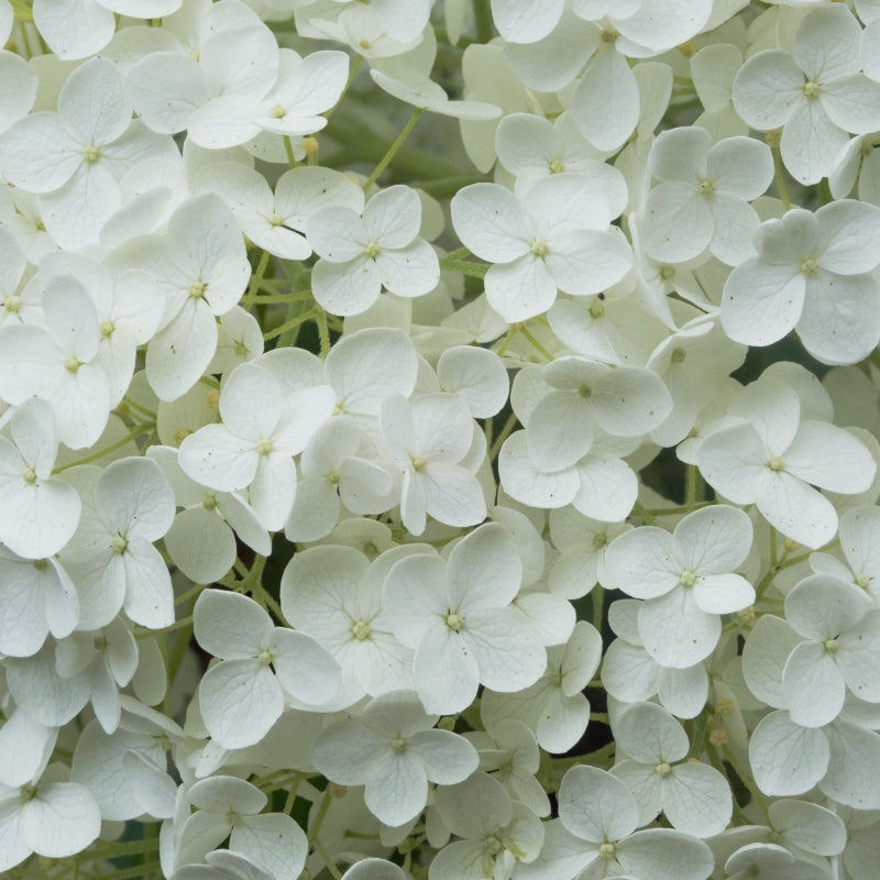 Rispenhortensie 'Grandiflora'