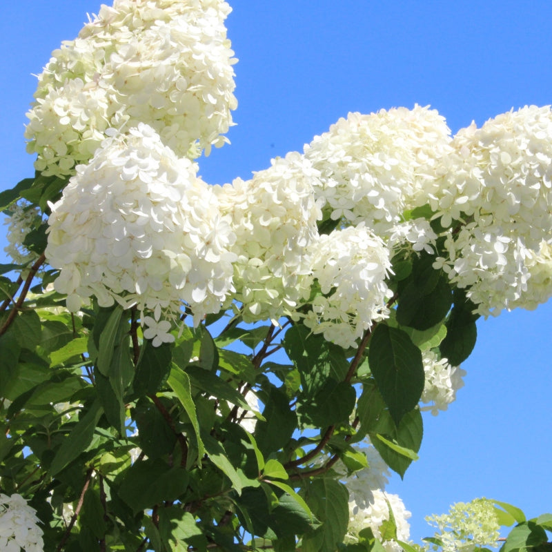 Rispenhortensie 'Grandiflora'