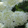 Rispenhortensie 'Grandiflora'