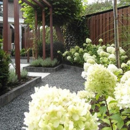 Rispenhortensie 'Grandiflora'