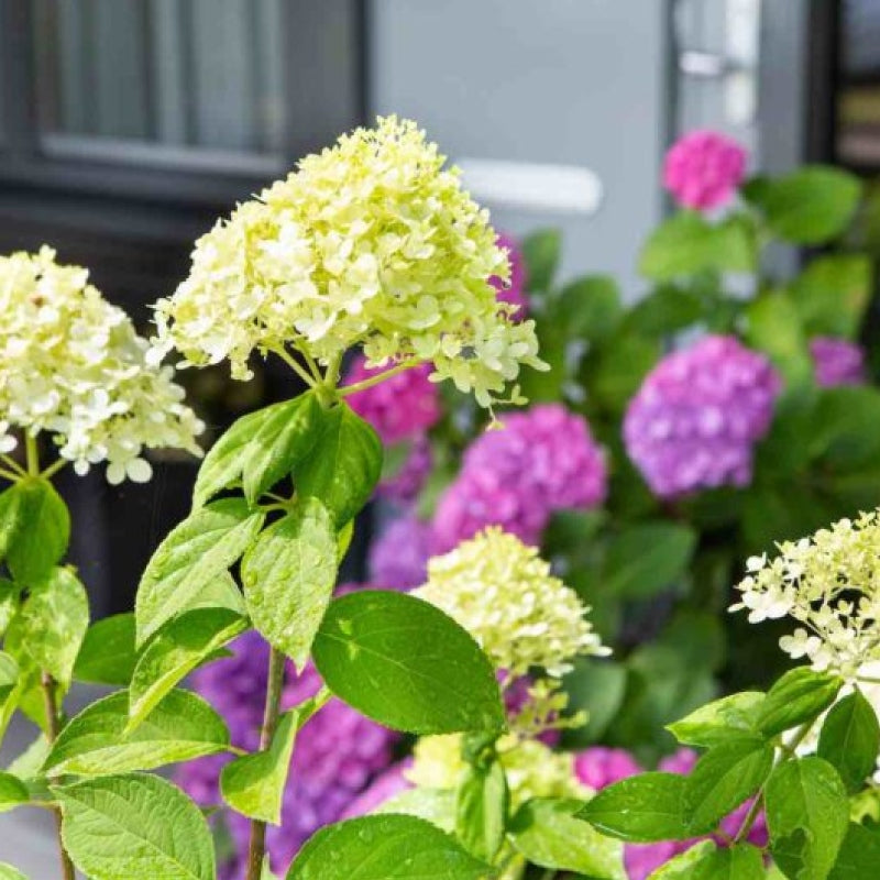 Rispenhortensie 'Limelight'