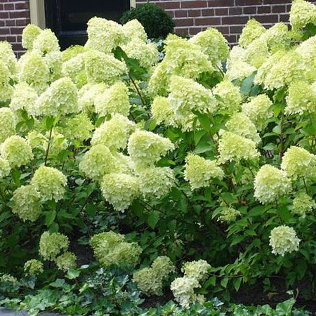 Rispenhortensie 'Limelight'