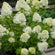 Rispenhortensie 'Limelight'