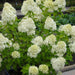 Rispenhortensie 'Limelight'