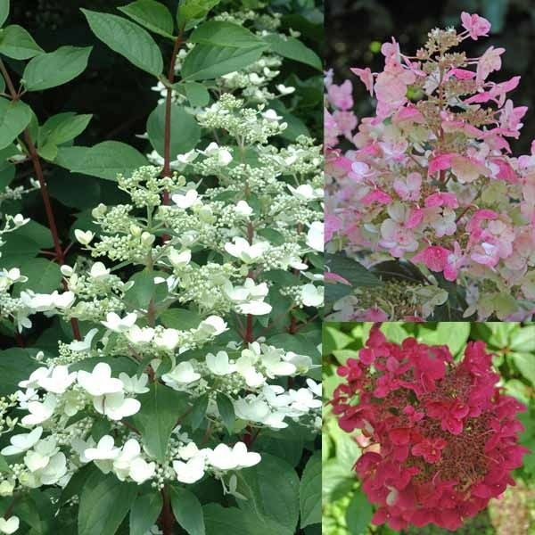 Rispenhortensie ''Wim's Red''