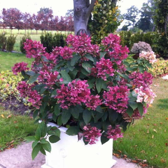 Rispenhortensie ''Wim's Red''