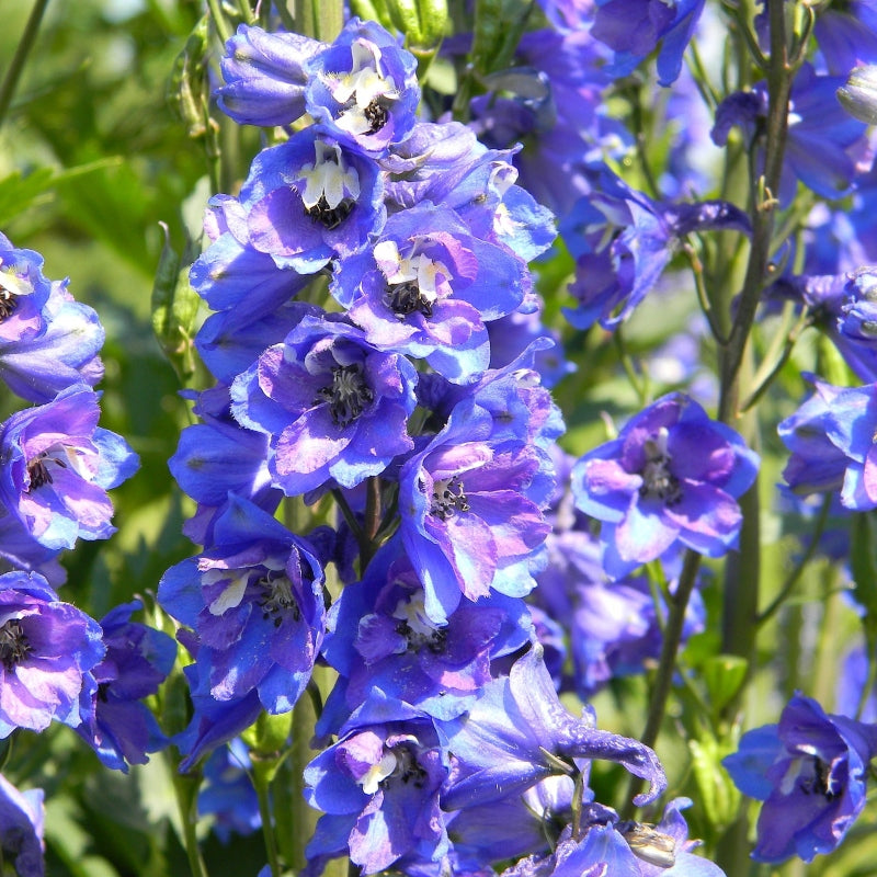 Rittersporn blau