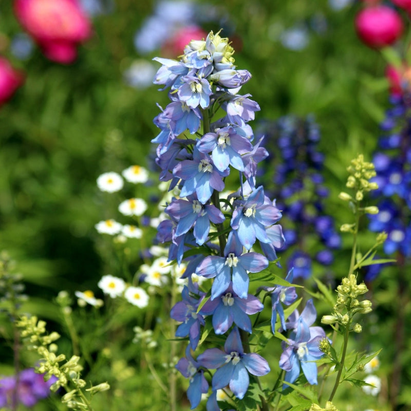 Rittersporn blau