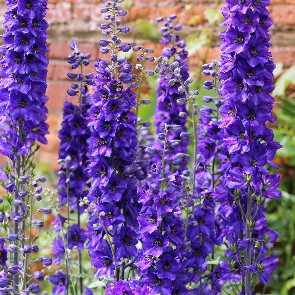 Rittersporn violett-blau