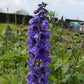 Rittersporn violett-blau
