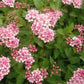 Rosa Zwergspiere