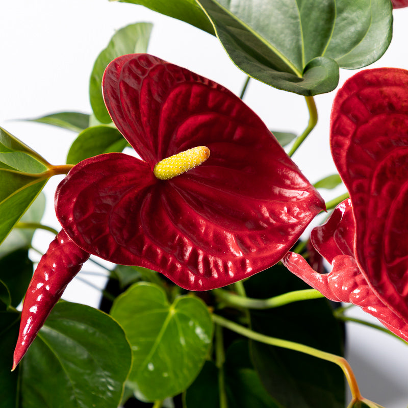 Rote Flamingoblume