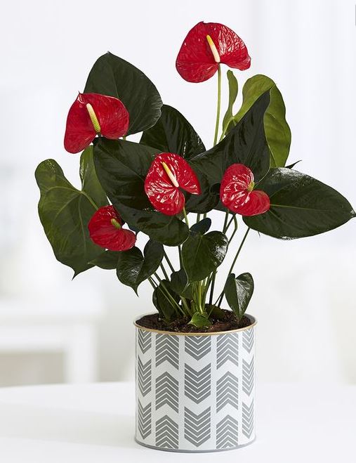 Rote Flamingoblume