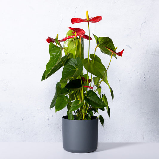 Rote Flamingoblume