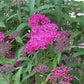 Rote Sommerspiere