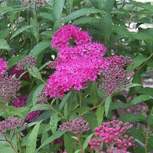 Rote Sommerspiere