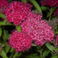Rote Sommerspiere