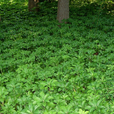 Schattengrün