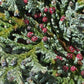 Scheinzypresse 'Columnaris'