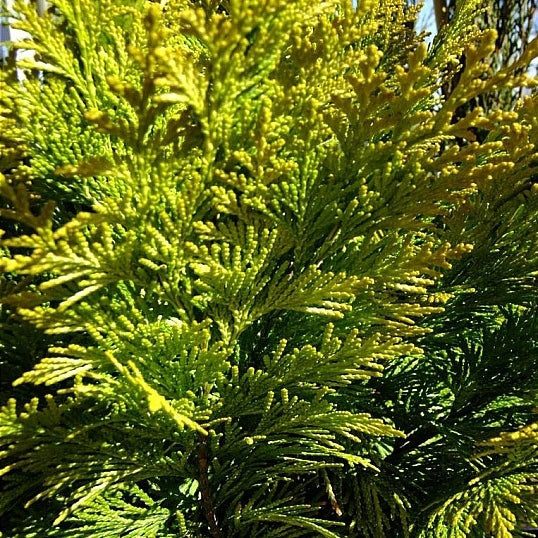 Scheinzypresse 'Ivonne'