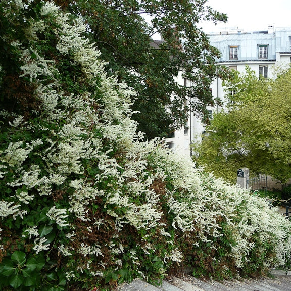 Schlingknöterich