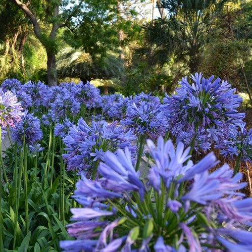 Schmucklilien blau