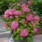 Schneeballhortensie 'Invincibelle'