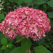 Schneeballhortensie 'Invincibelle'