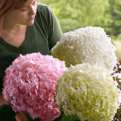 Schneeballhortensie 'Strong Annabelle'