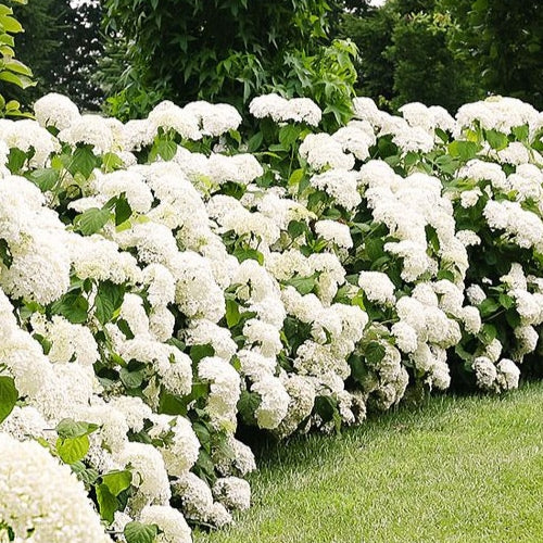 Schneeballhortensie 'Strong Annabelle'