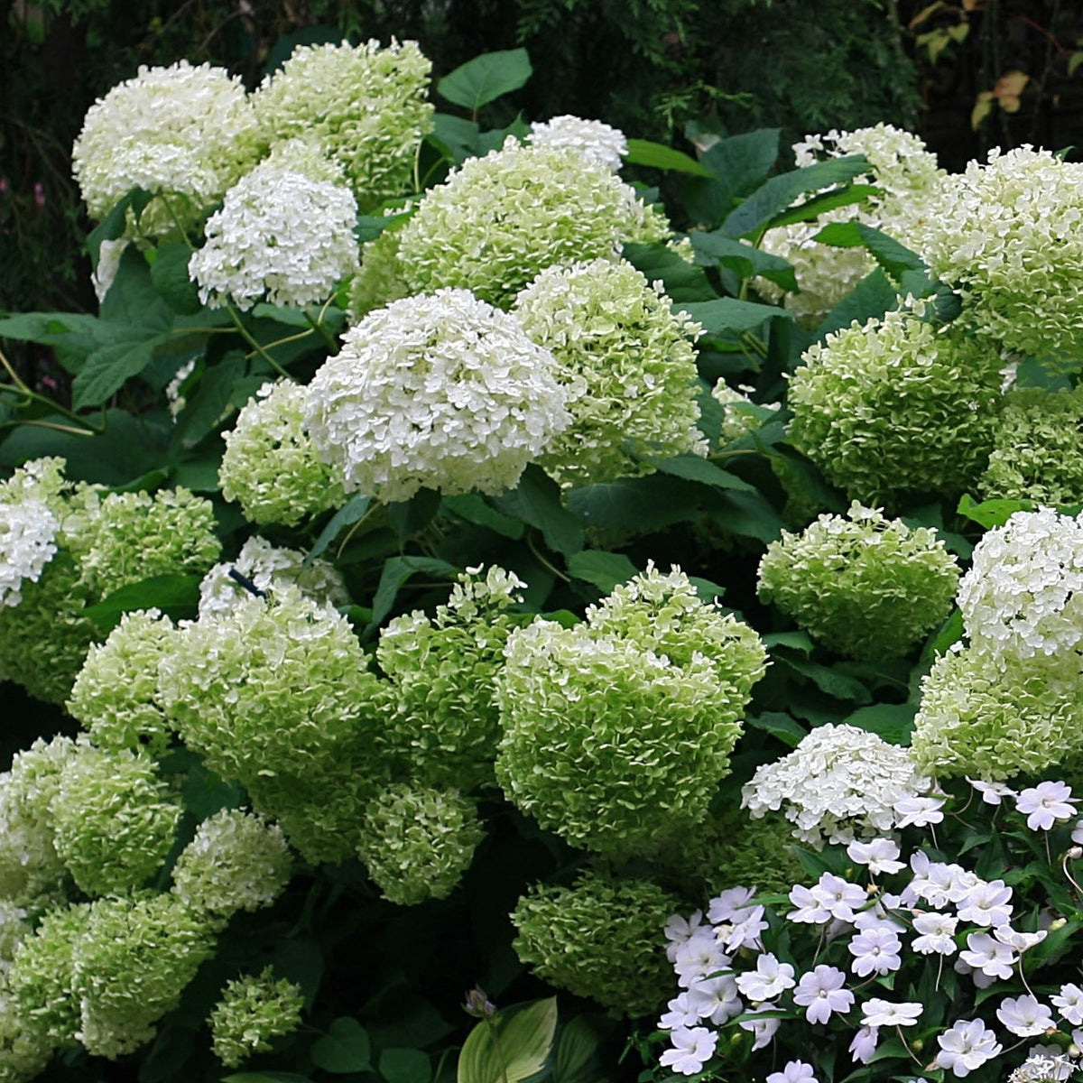 Schneeballhortensie 'Strong Annabelle'