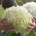 Schneeballhortensie 'Strong Annabelle'