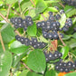 Schwarze Apfelbeere