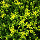 Sedum 'Yellow Queen'