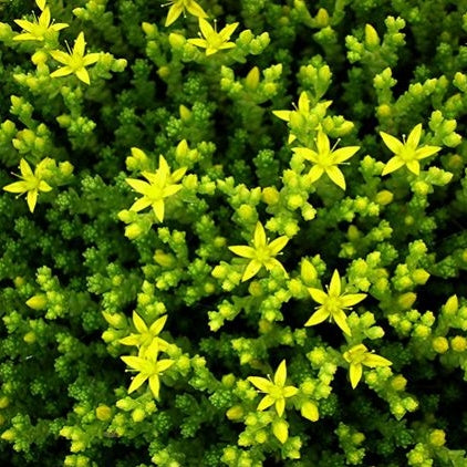Sedum 'Yellow Queen'