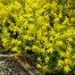 Sedum 'Yellow Queen'