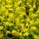 Sedum 'Yellow Queen'