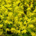 Sedum 'Yellow Queen'