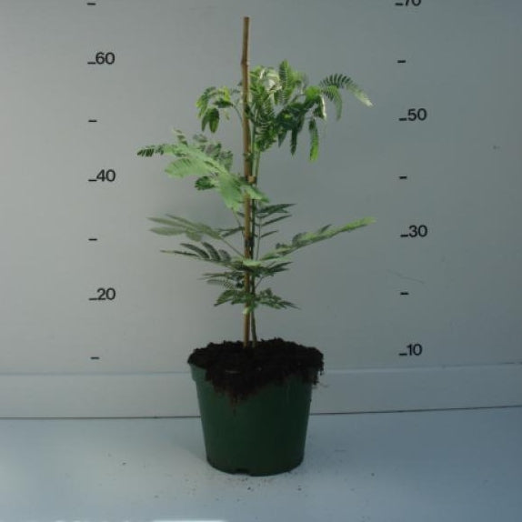 Seidenbaum