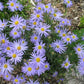 Sommeraster blau